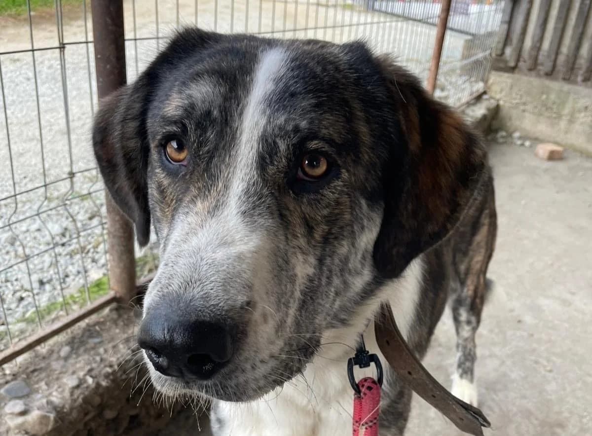 Jimmy, male 5yo Mixed Breed for adoption at Ein Herz für Streuner e.V., München