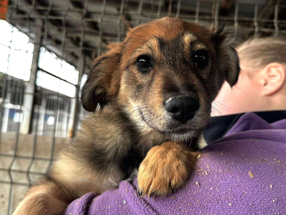 Jimmy, sand male puppy Mixed Breed for adoption at Ein Herz für Streuner e.V., München