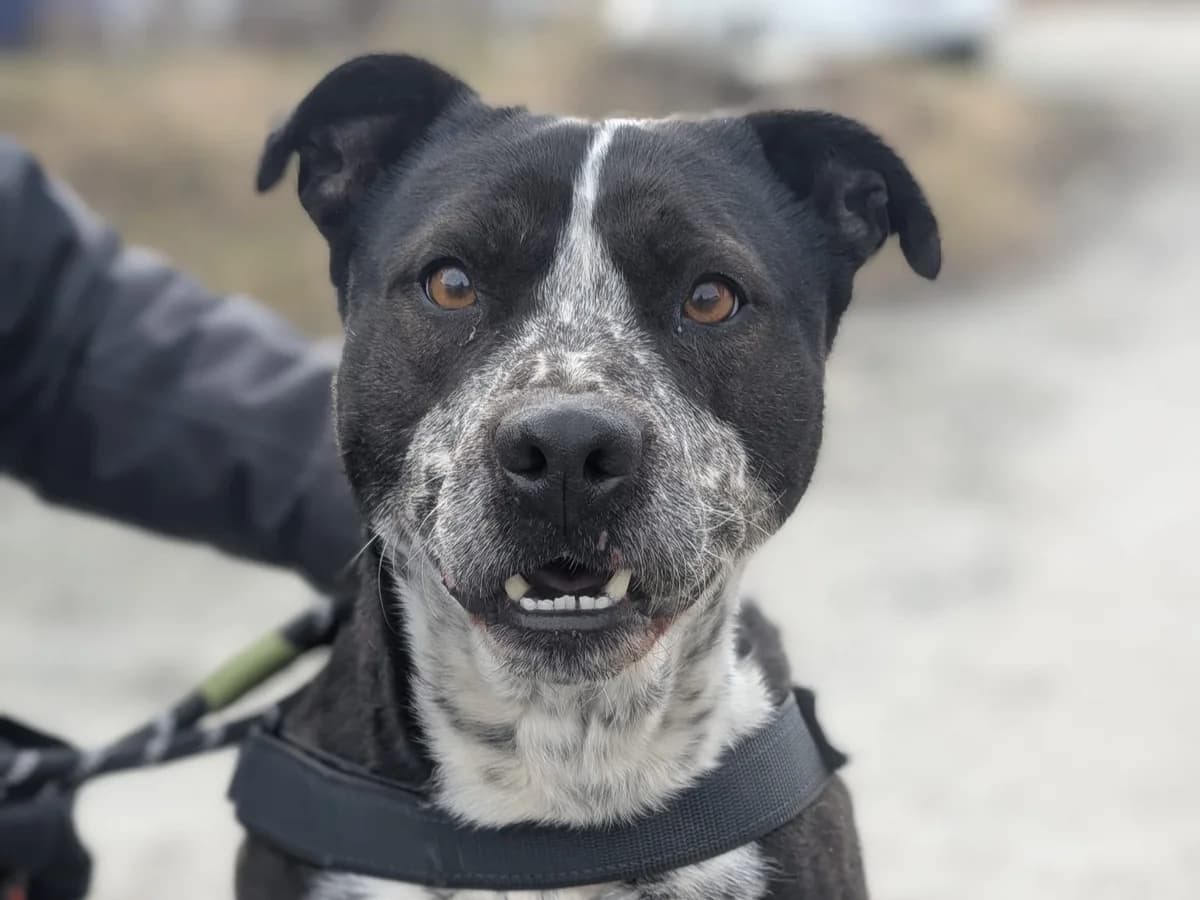 Jippie, male 6yo Mixed Breed for adoption at Ein Herz für Streuner e.V., München