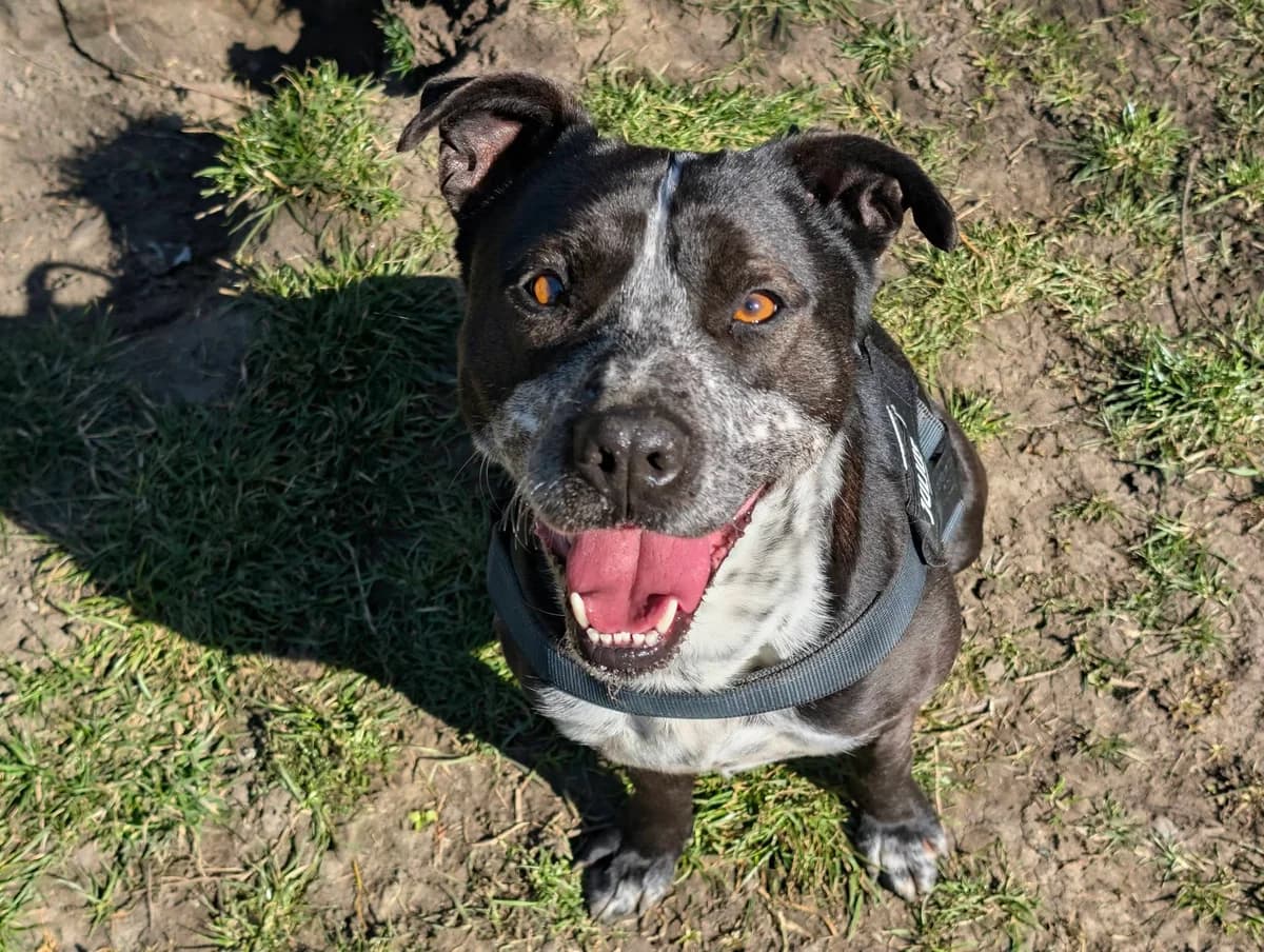 Jippie, male 6yo Mixed Breed for adoption at Ein Herz für Streuner e.V., München