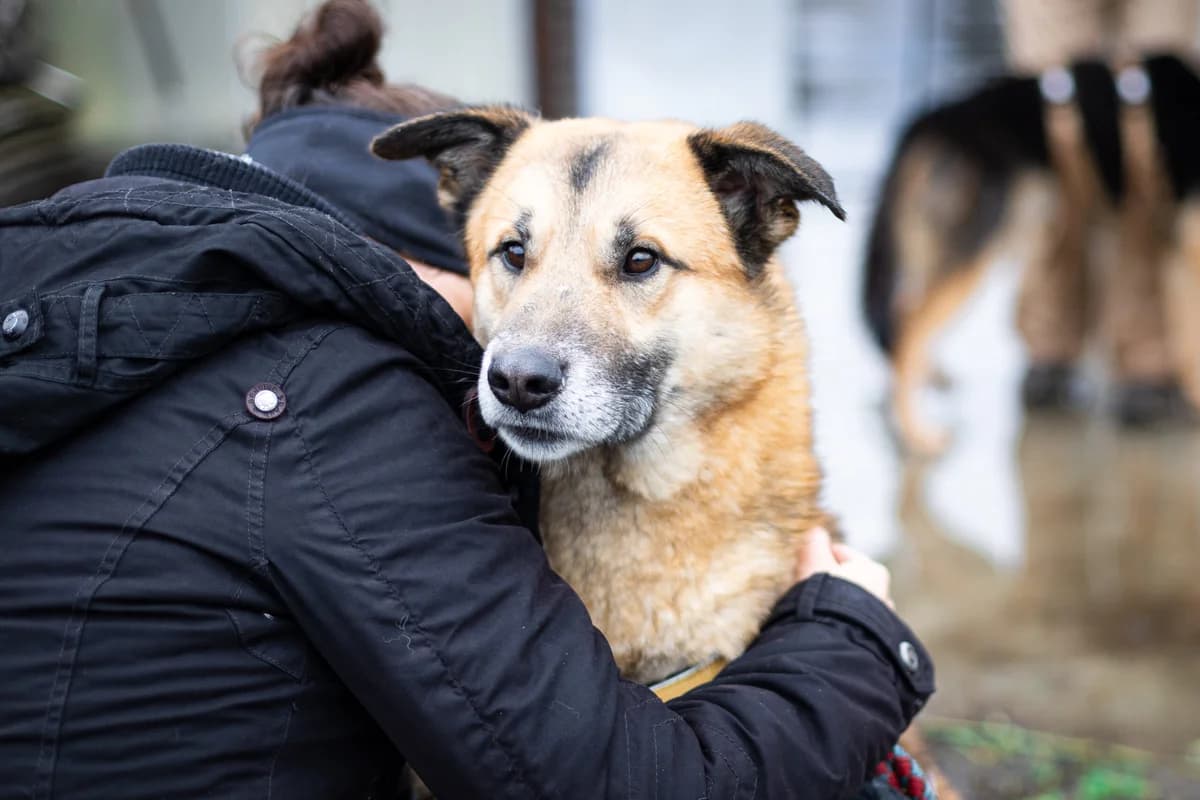 Jive, male 5yo Mixed Breed for adoption at Ein Herz für Streuner e.V., München