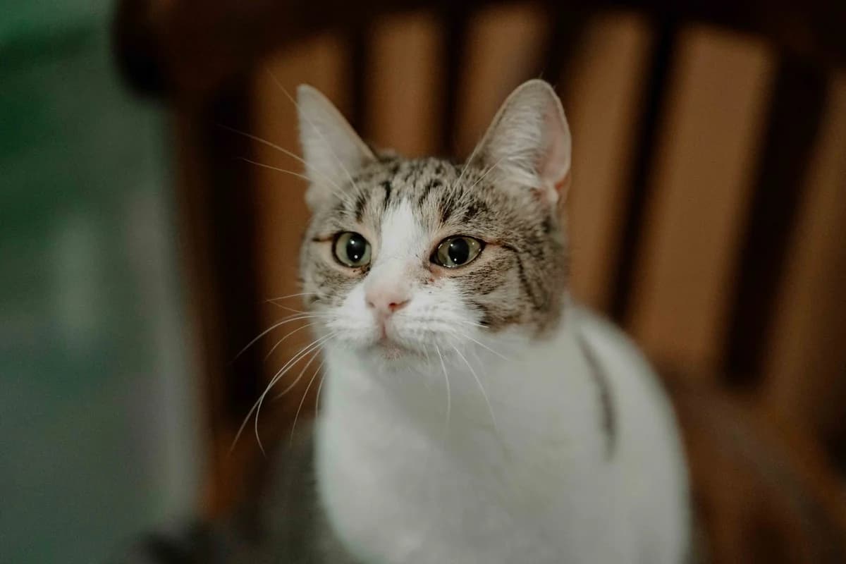 Joana, female 5yo Mixed Breed for adoption at Ein Herz für Streuner e.V., München