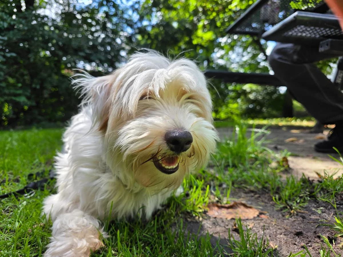 Joe, male 3yo Mixed Breed for adoption at Ein Herz für Streuner e.V., München