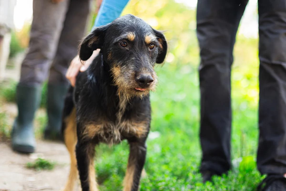 Joe, male 3yo Mixed Breed for adoption at Ein Herz für Streuner e.V., München