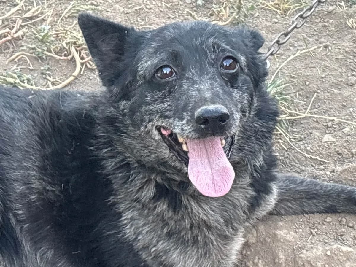 Joe, male 6yo Mixed Breed for adoption at Ein Herz für Streuner e.V., München