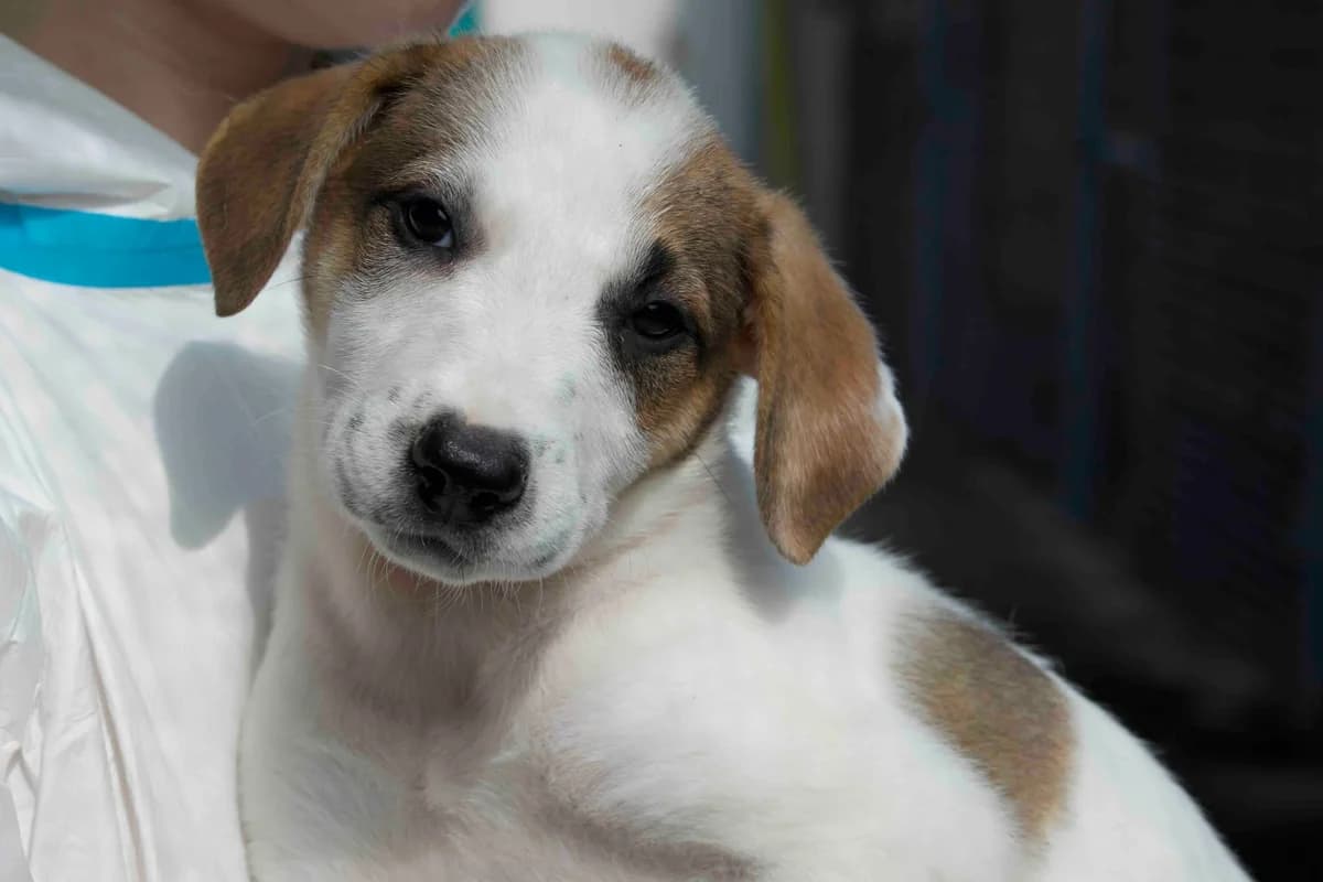 Joell, weiß male puppy Mixed Breed for adoption at Ein Herz für Streuner e.V., München