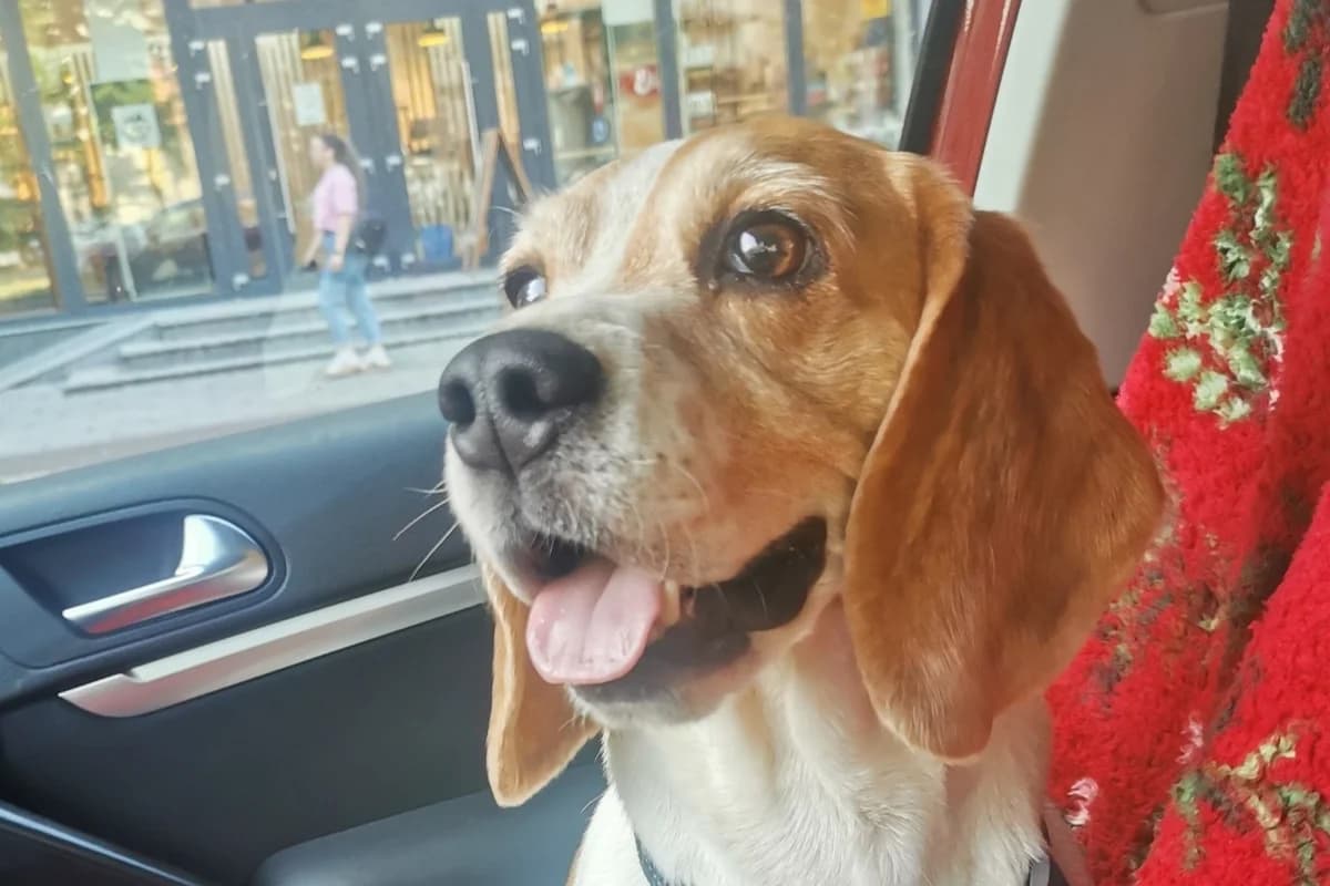 JoëLle, female 5yo Mixed Breed for adoption at Ein Herz für Streuner e.V., München
