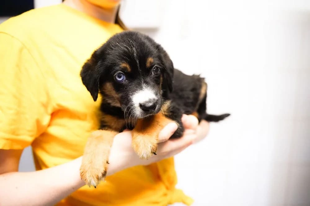 Joen, weiß male puppy Mixed Breed for adoption at Ein Herz für Streuner e.V., München