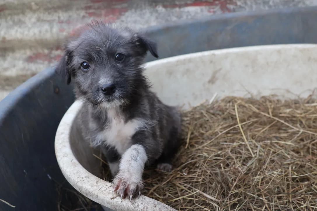 JÖRg, braun male puppy Mixed Breed for adoption at Ein Herz für Streuner e.V., München