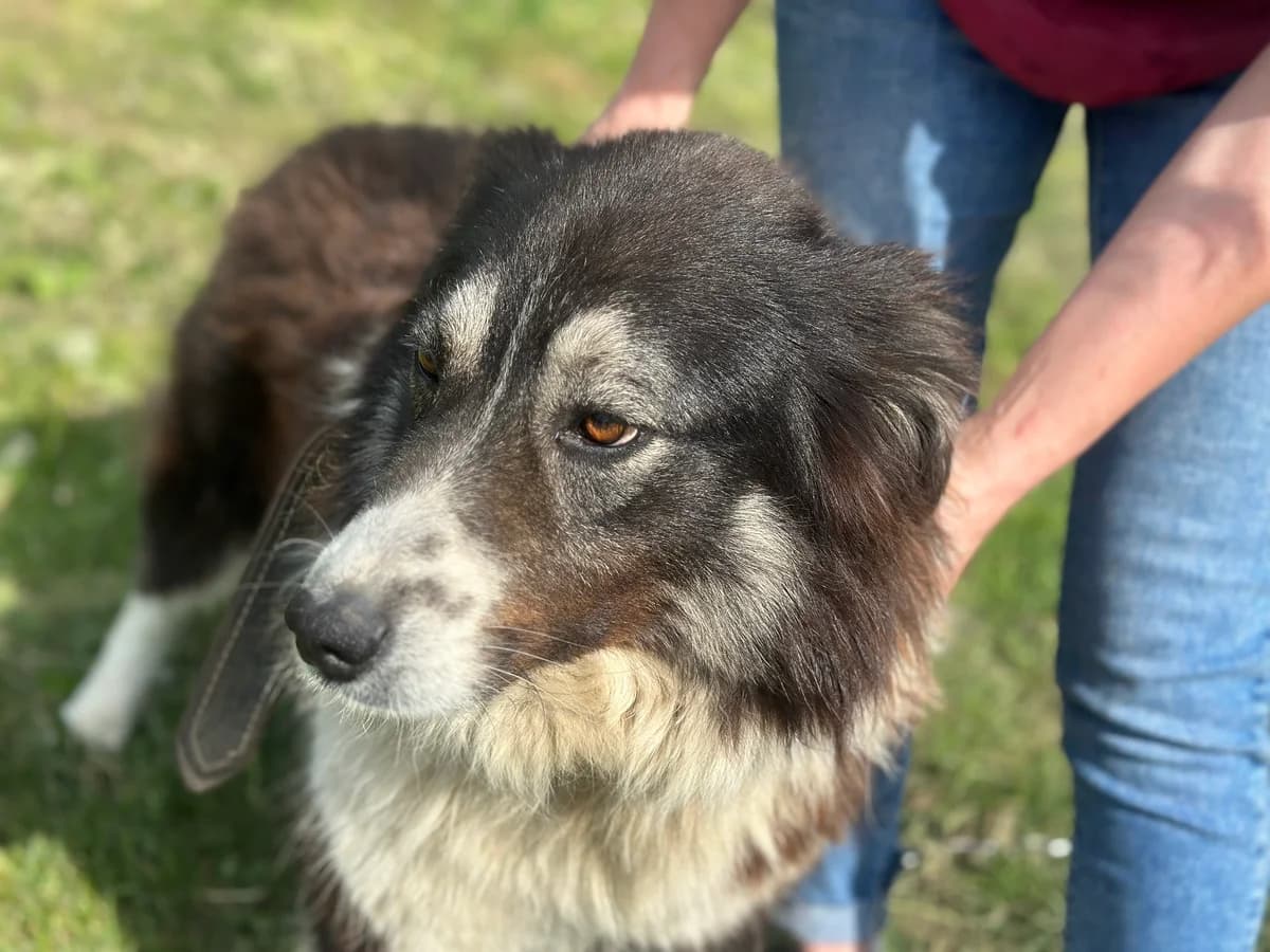 Joey, male 5yo Mixed Breed for adoption at Ein Herz für Streuner e.V., München
