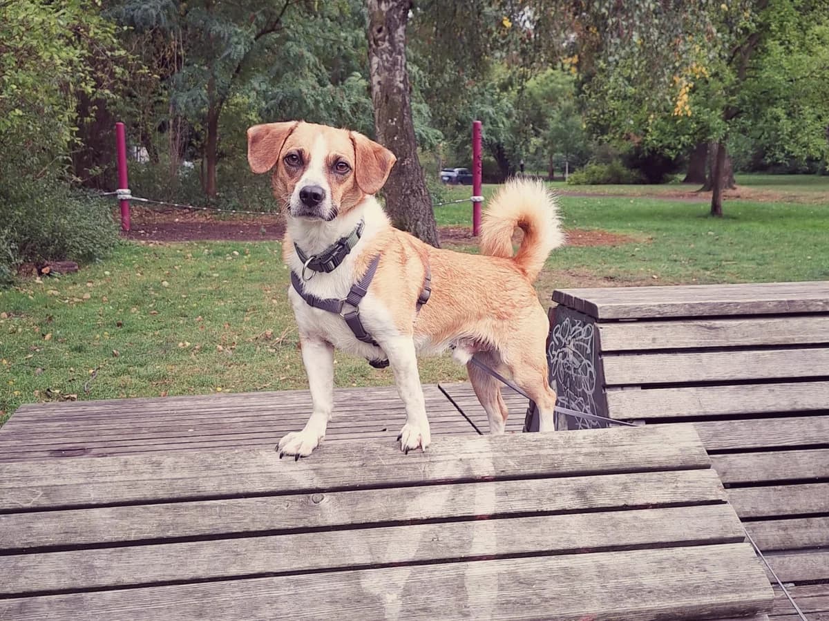 Joey, male 5yo Mixed Breed for adoption at Ein Herz für Streuner e.V., München