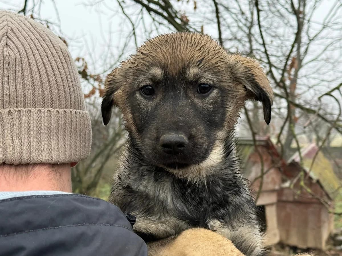 Joey, male puppy Mixed Breed for adoption at Ein Herz für Streuner e.V., München