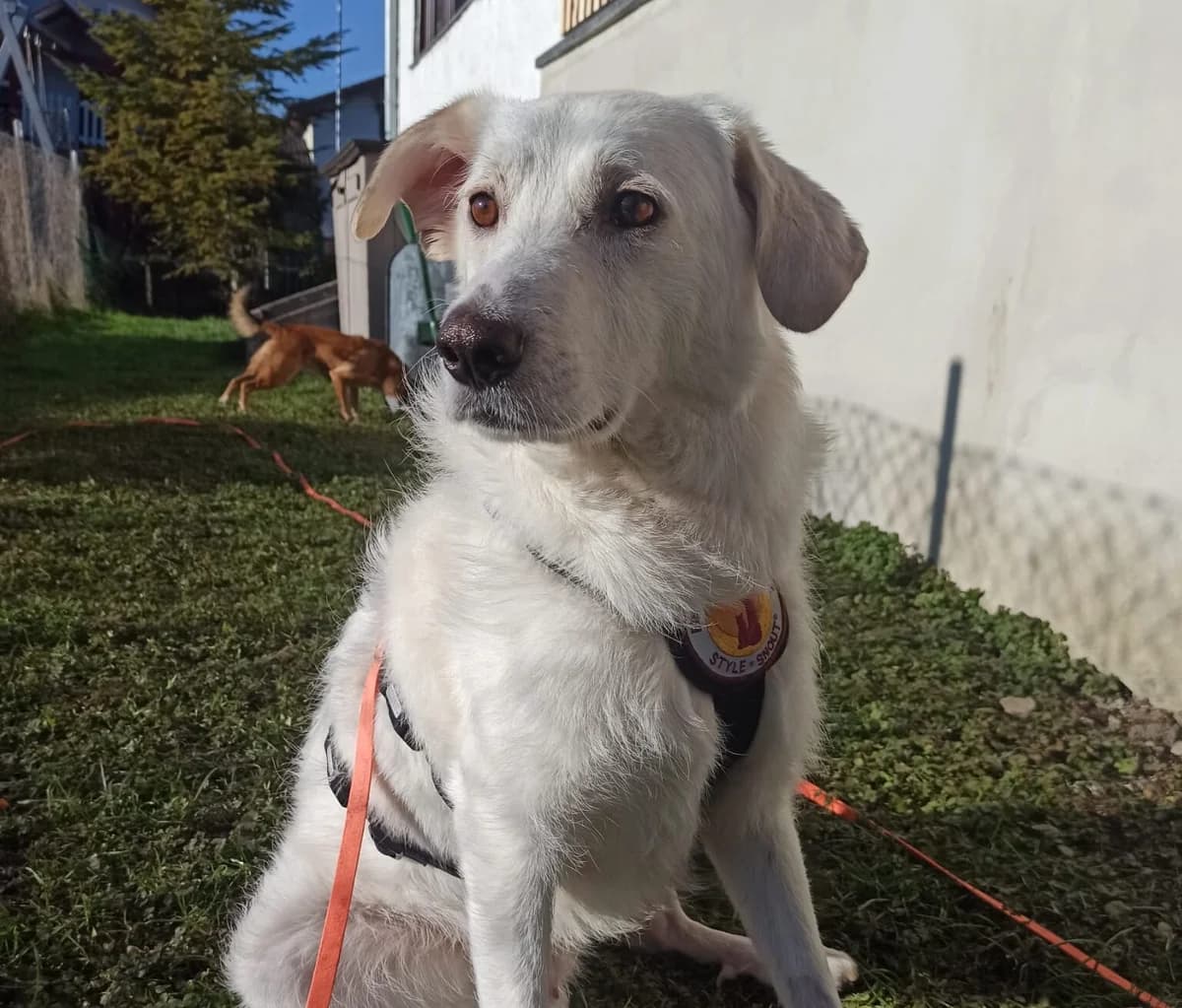 Johan, male 5yo Mixed Breed for adoption at Ein Herz für Streuner e.V., München