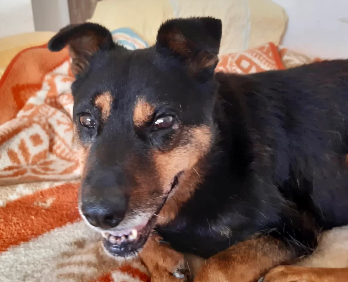 Johanna, female senior Mixed Breed for adoption at Ein Herz für Streuner e.V., München