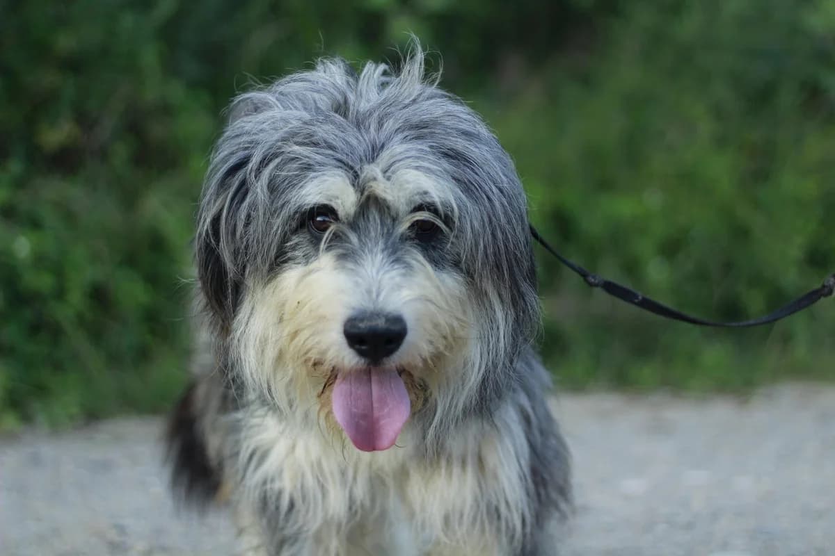 Johannes, grau male 3yo Mixed Breed for adoption at Ein Herz für Streuner e.V., München