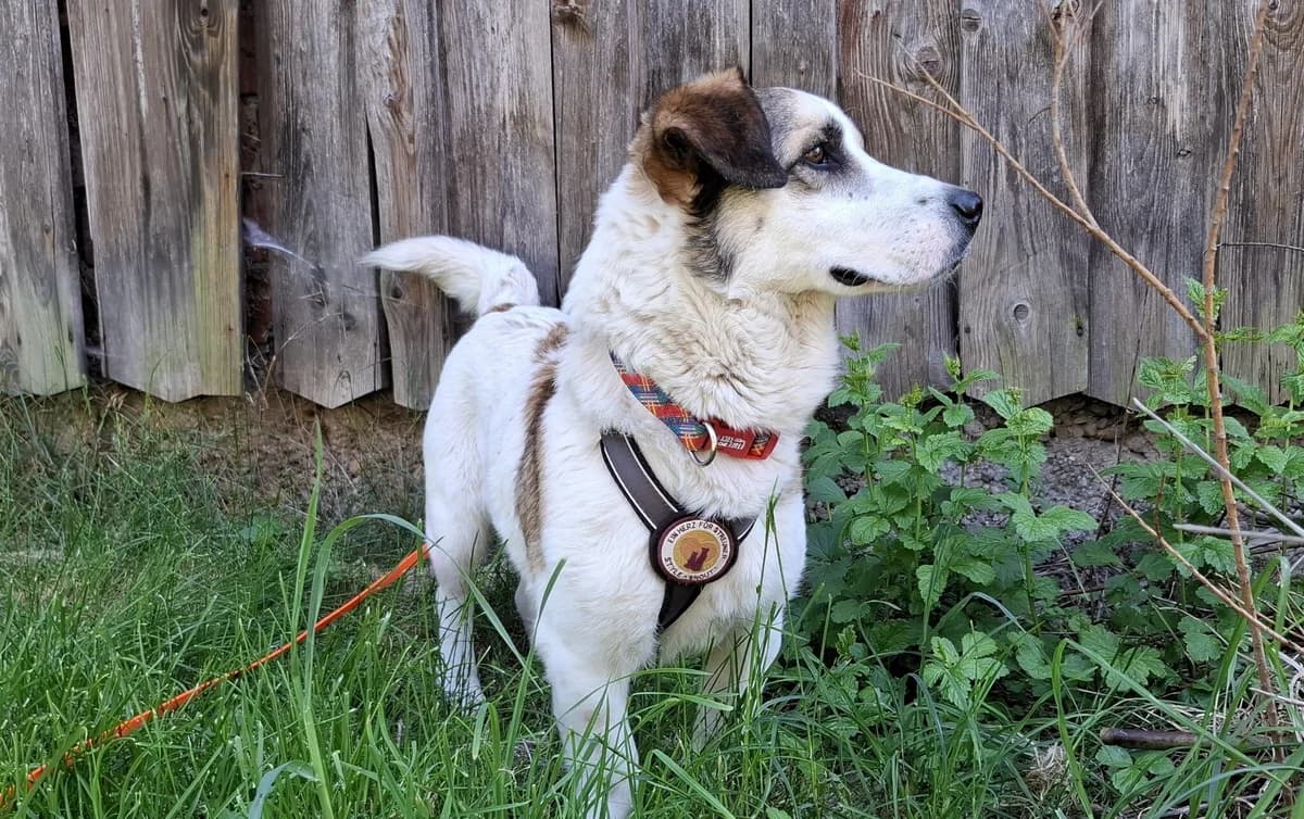 Johannes, male 6yo Mixed Breed for adoption at Ein Herz für Streuner e.V., München