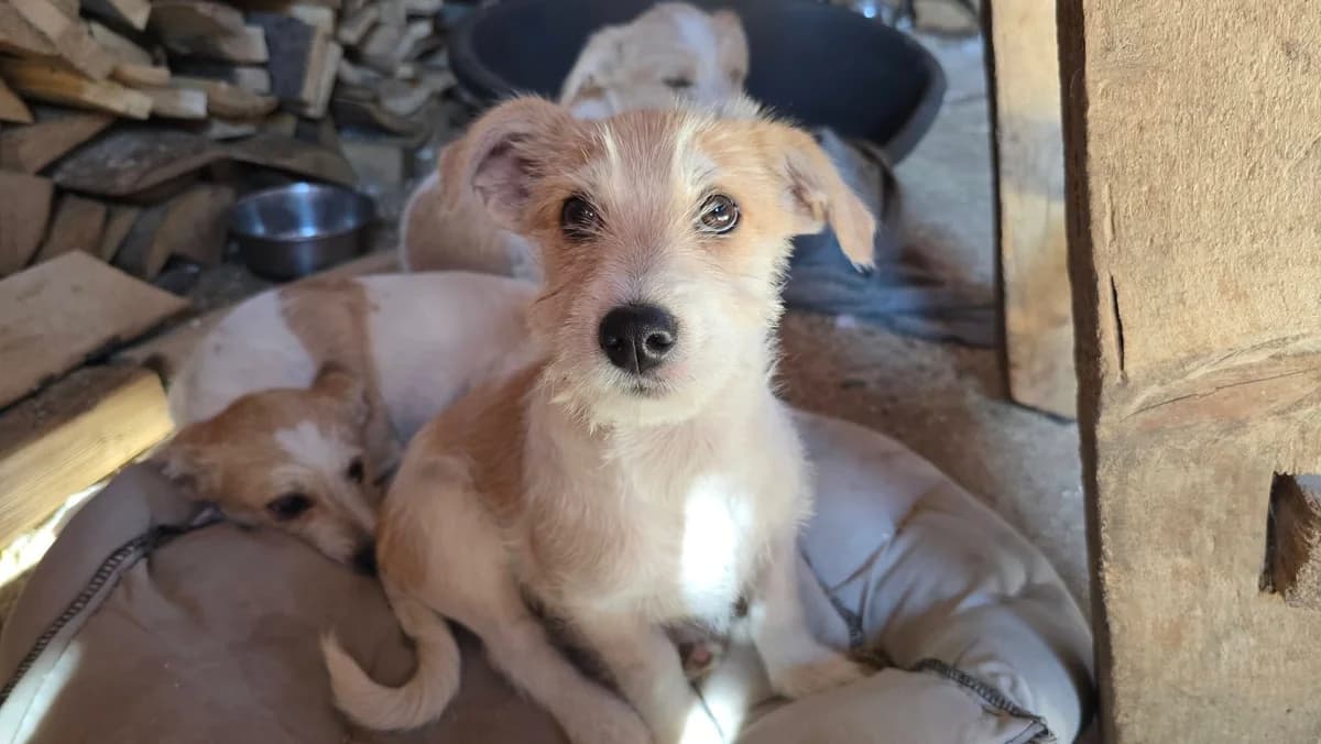 Johannes, male puppy Mixed Breed for adoption at Ein Herz für Streuner e.V., München