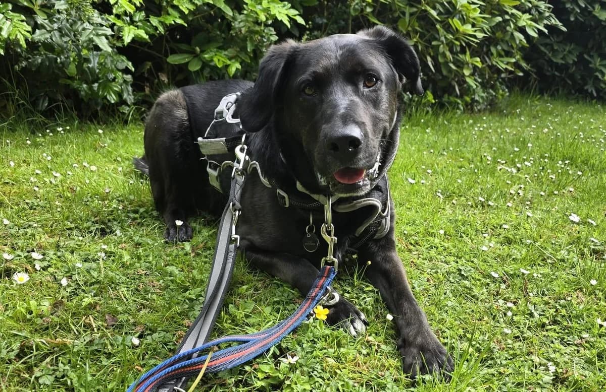 John Boy, male 5yo Mixed Breed for adoption at Ein Herz für Streuner e.V., München