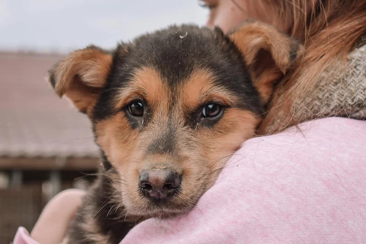 Johnny, schwarz male puppy Mixed Breed for adoption at Ein Herz für Streuner e.V., München