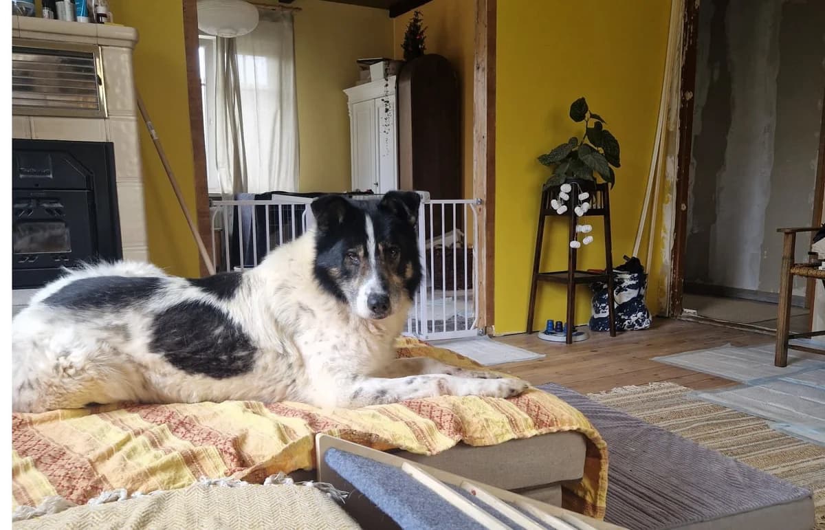 Jojo, male 6yo Mixed Breed for adoption at Ein Herz für Streuner e.V., München