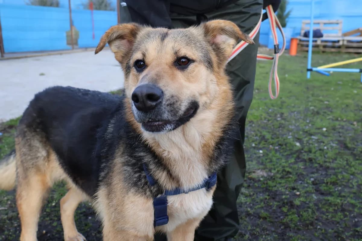 Jojo, braun female 5yo Mixed Breed for adoption at Ein Herz für Streuner e.V., München