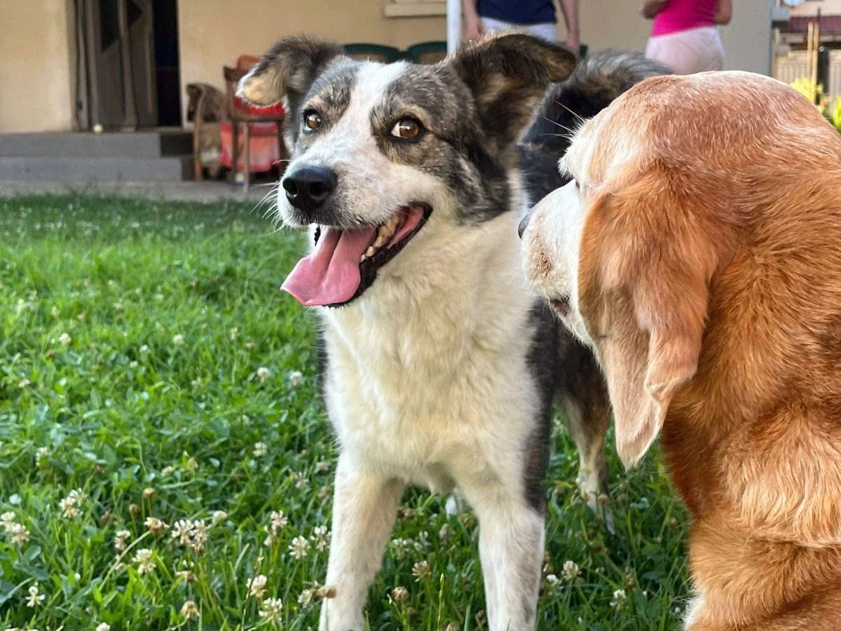 Joker, Mixed Breed for adoption at Ein Herz für Streuner e.V., München