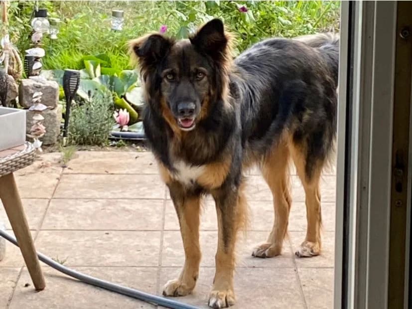 Joko, male 7yo Mixed Breed for adoption at Ein Herz für Streuner e.V., München