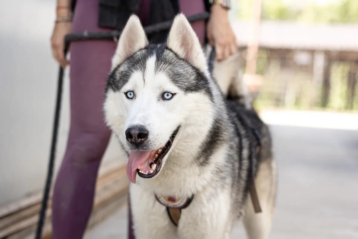 Joko, grau male 3yo Mixed Breed for adoption at Ein Herz für Streuner e.V., München