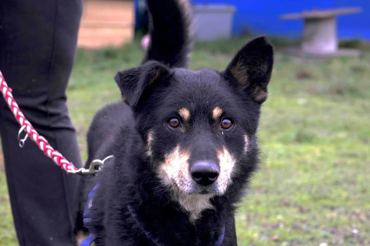 Joko, schwarz male 4yo Mixed Breed for adoption at Ein Herz für Streuner e.V., München