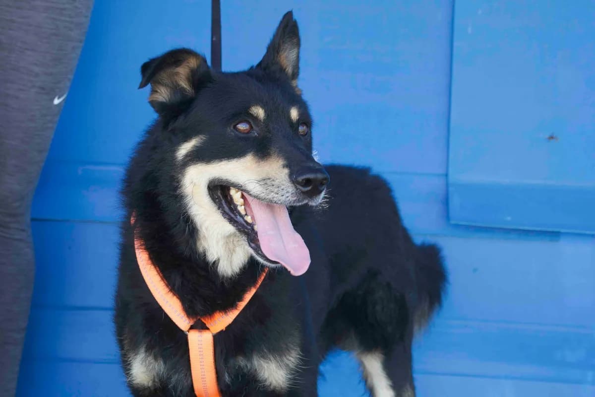 Joko, male 5yo Mixed Breed for adoption at Ein Herz für Streuner e.V., München