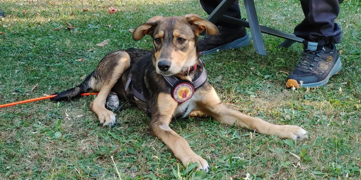 Jola, schwarz female puppy Mixed Breed for adoption at Ein Herz für Streuner e.V., München