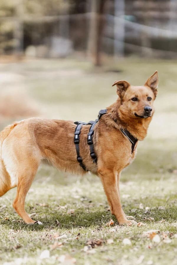 Jola, female young Mixed Breed for adoption at Ein Herz für Streuner e.V., München