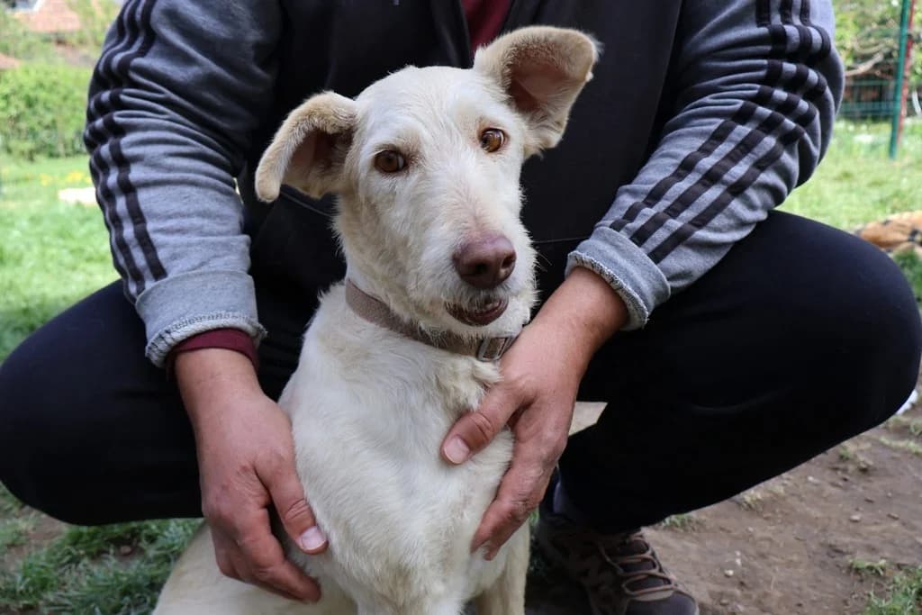 Jolanta, female young Mixed Breed for adoption at Ein Herz für Streuner e.V., München