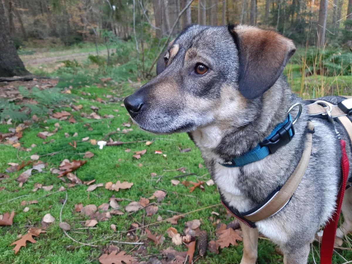 Joleen, female young Mixed Breed for adoption at Ein Herz für Streuner e.V., München