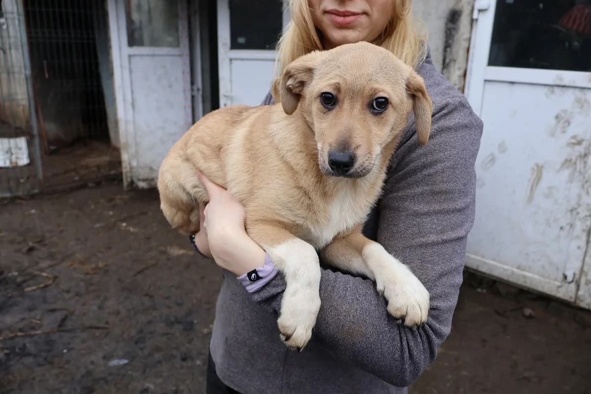 Jolia, weiß female puppy Mixed Breed for adoption at Ein Herz für Streuner e.V., München