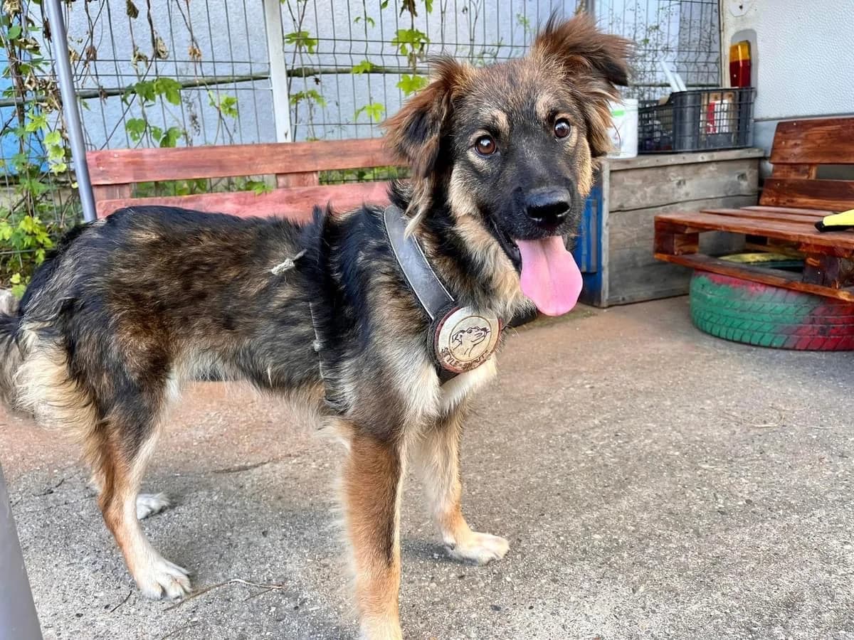 Jolie, female 5yo Mixed Breed for adoption at Ein Herz für Streuner e.V., München