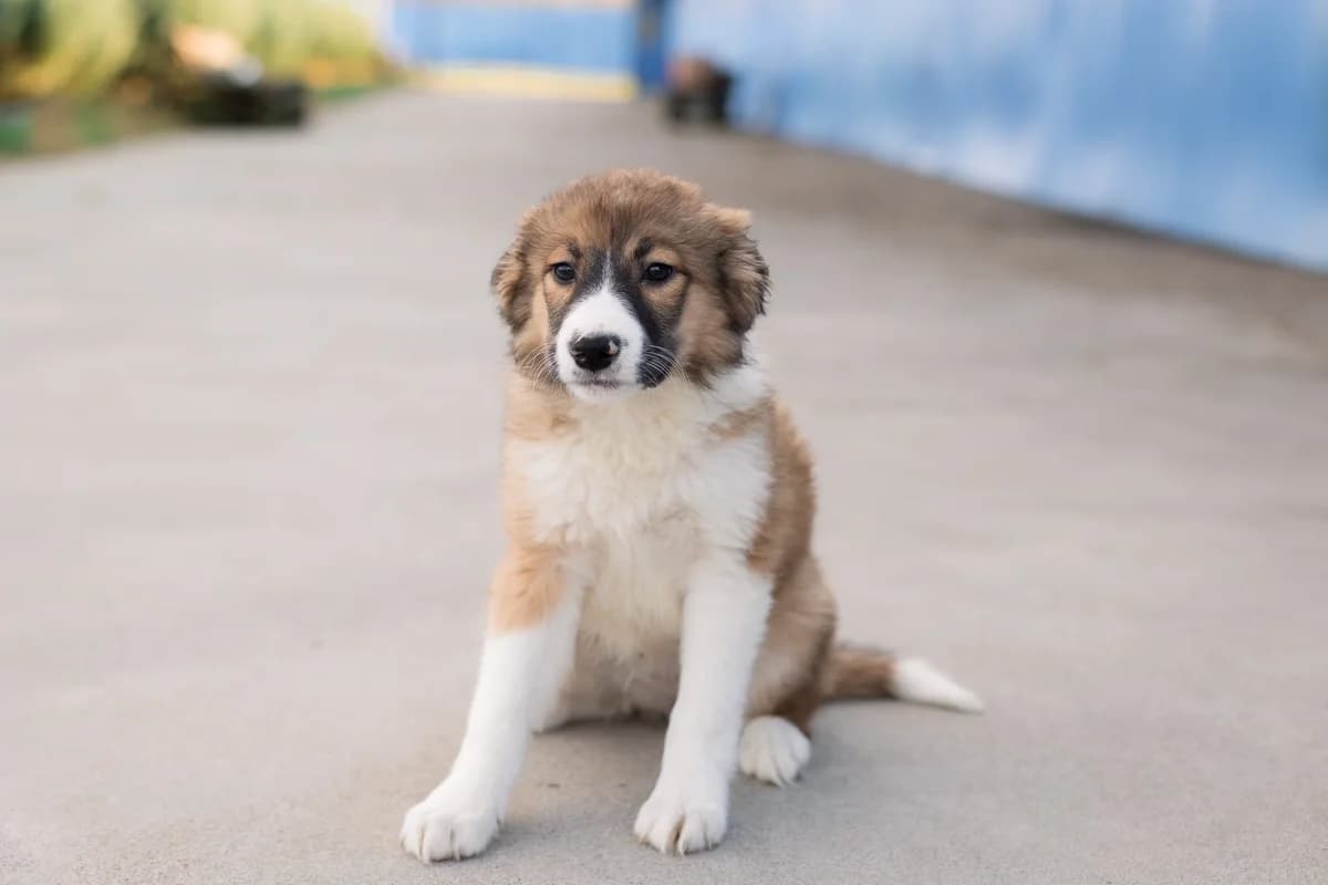 Jolie, hellbraun young Mixed Breed for adoption at Ein Herz für Streuner e.V., München