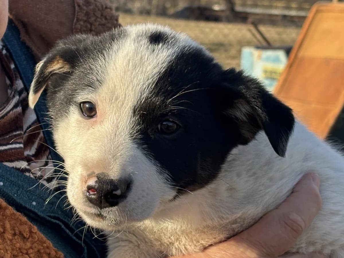 Jolie, female puppy Mixed Breed for adoption at Ein Herz für Streuner e.V., München
