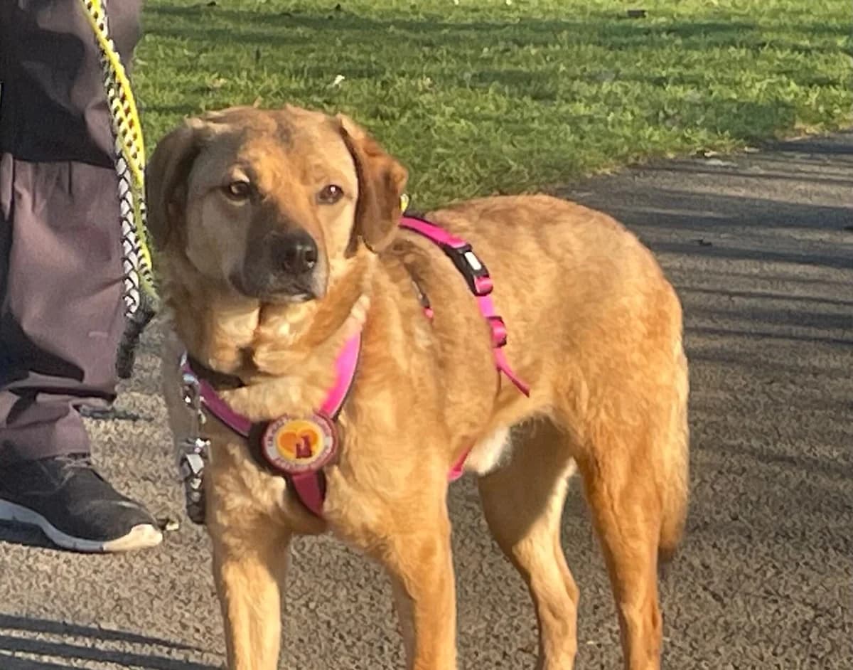 Jollo, male 3yo Mixed Breed for adoption at Ein Herz für Streuner e.V., München
