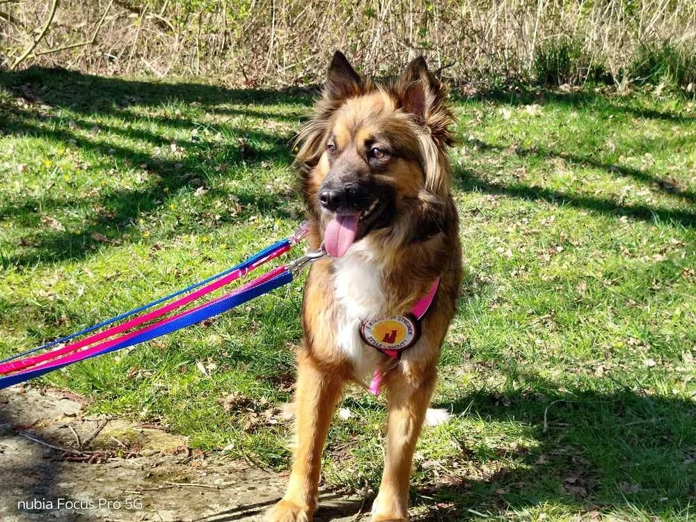 Jona, female 5yo Mixed Breed for adoption at Ein Herz für Streuner e.V., München