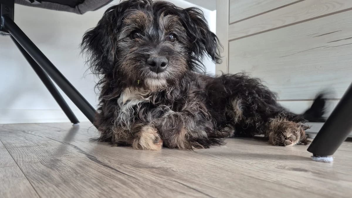 Jona, female puppy Mixed Breed for adoption at Ein Herz für Streuner e.V., München