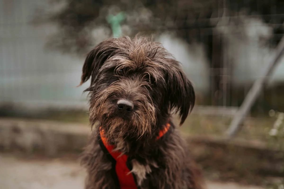 Jonas, male 4yo Mixed Breed for adoption at Ein Herz für Streuner e.V., München