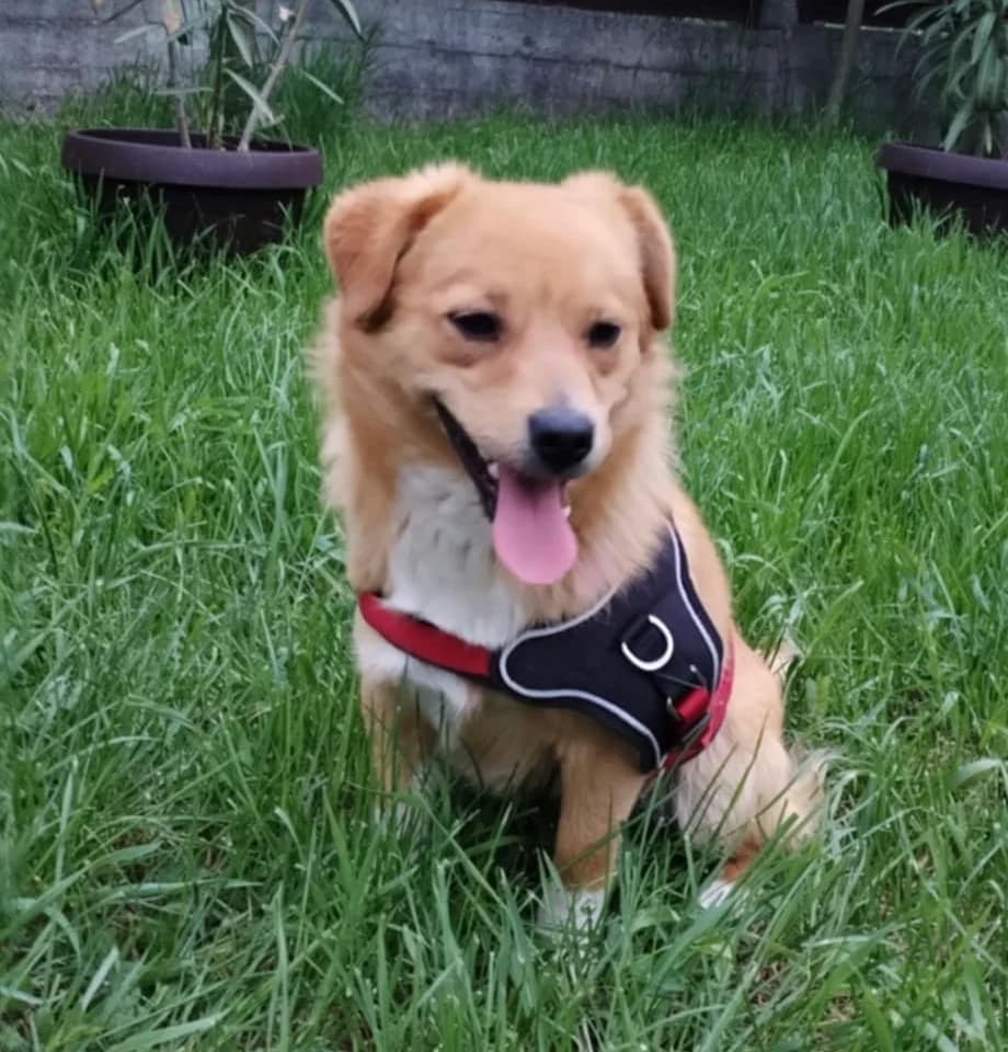 Jones, male young Mixed Breed for adoption at Ein Herz für Streuner e.V., München