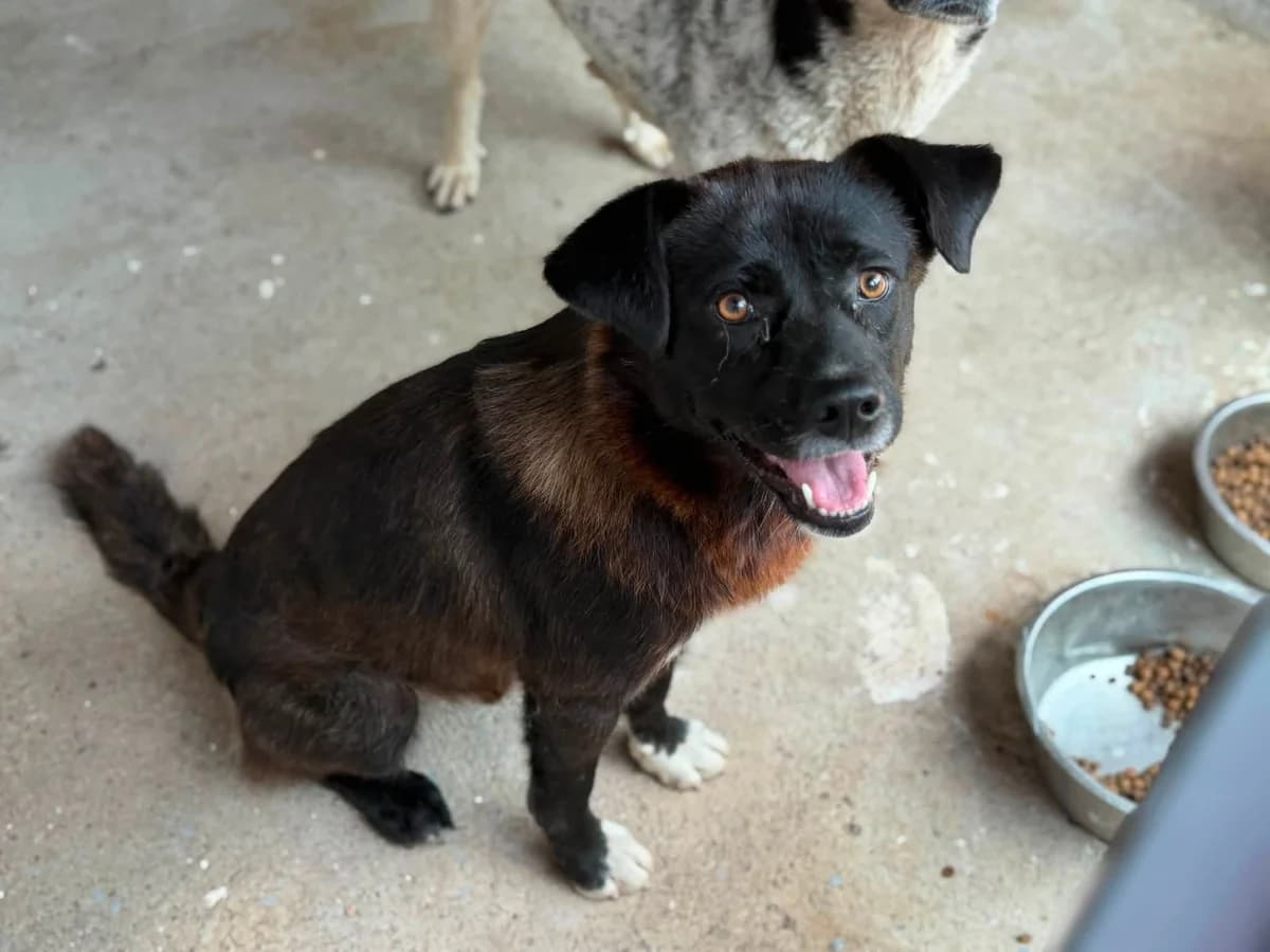Joni, weiß male young Mixed Breed for adoption at Ein Herz für Streuner e.V., München