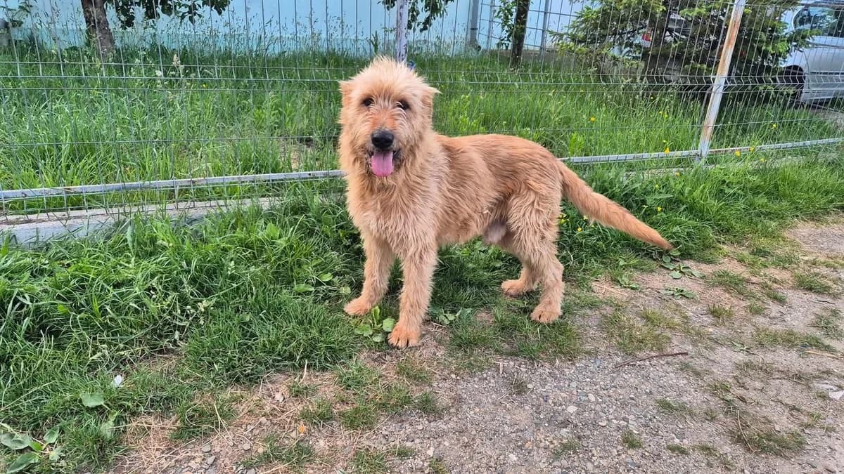 Jonne, male 4yo Mixed Breed for adoption at Ein Herz für Streuner e.V., München