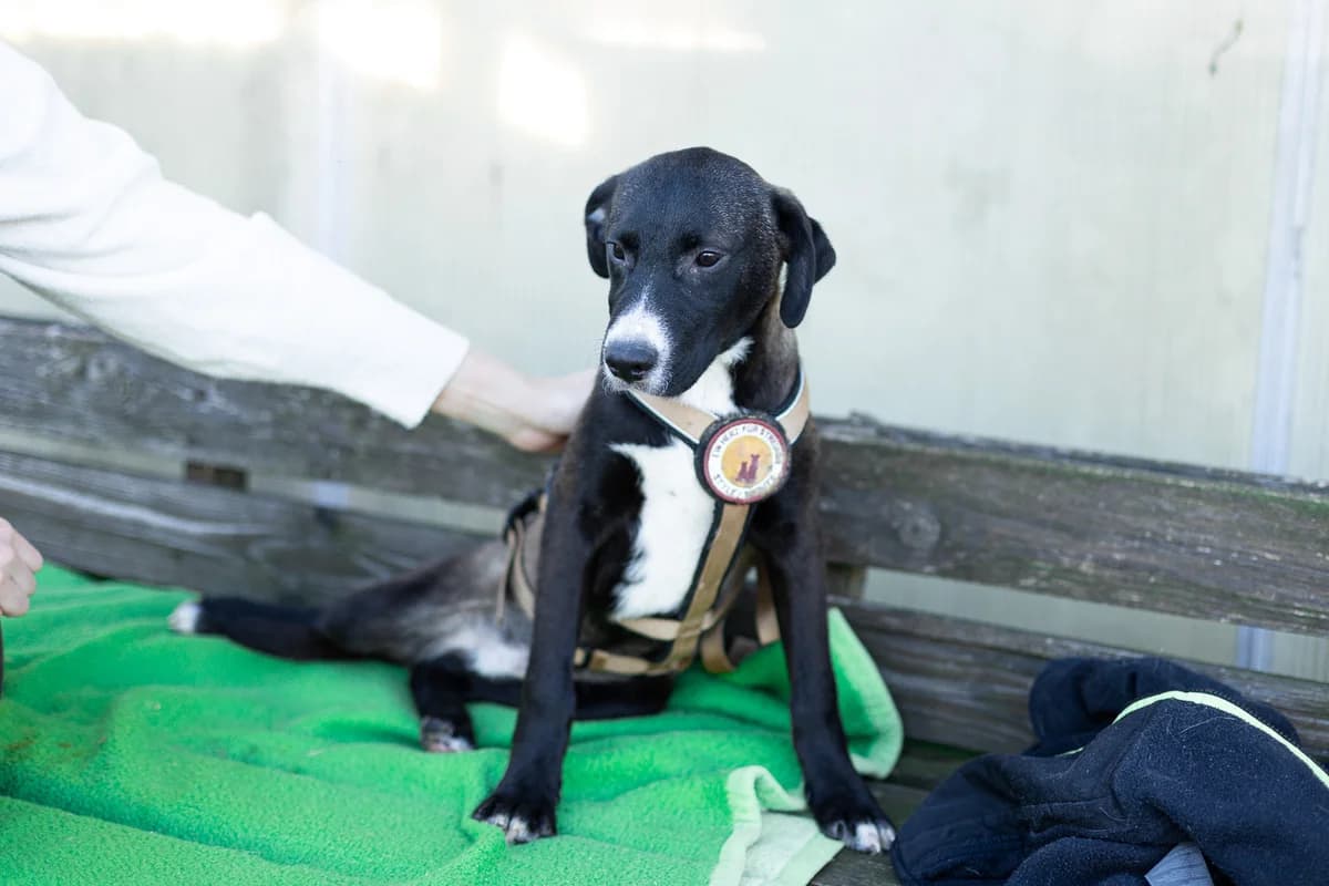 Jonny, weiß male puppy Mixed Breed for adoption at Ein Herz für Streuner e.V., München