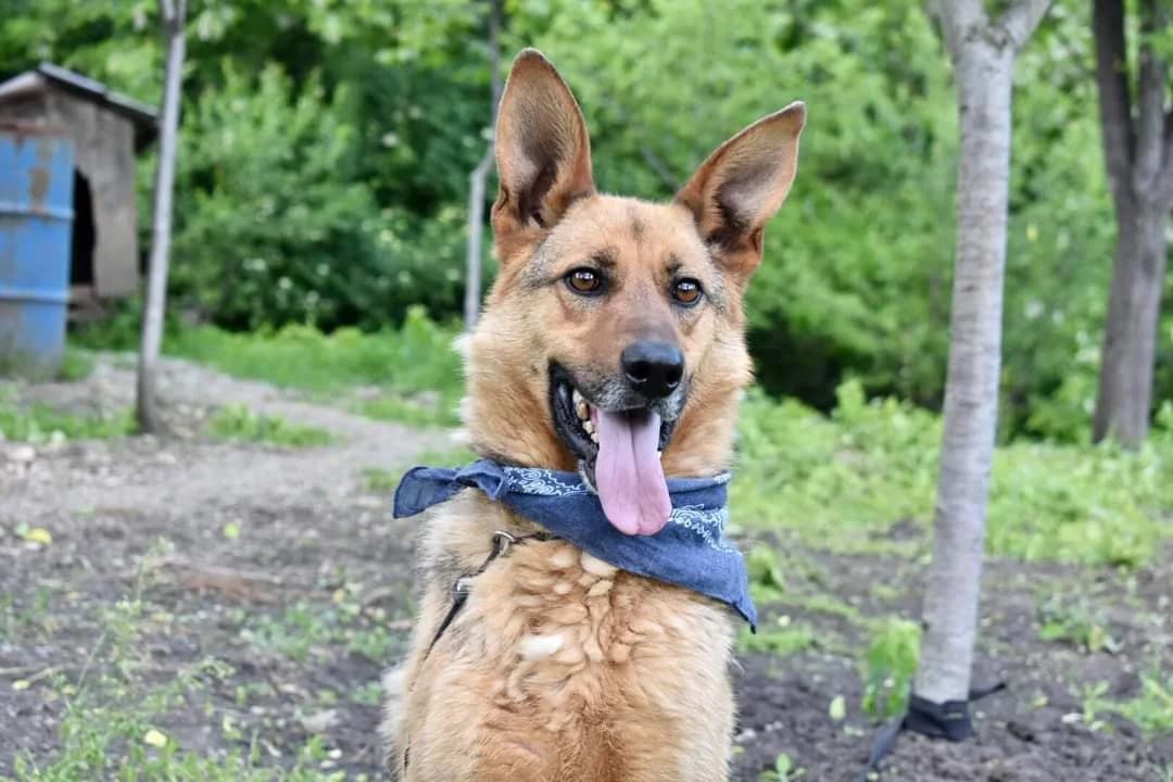 Jonsy, male 5yo Mixed Breed for adoption at Ein Herz für Streuner e.V., München