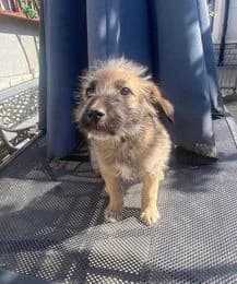 Jonte, puppy Mixed Breed for adoption at Ein Herz für Streuner e.V., München