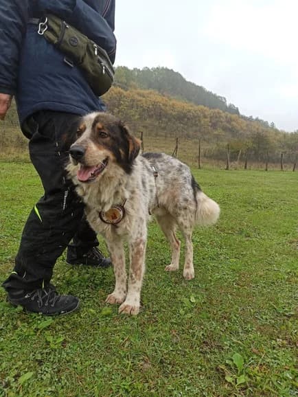 Jonte, male 7yo Mixed Breed for adoption at Ein Herz für Streuner e.V., München