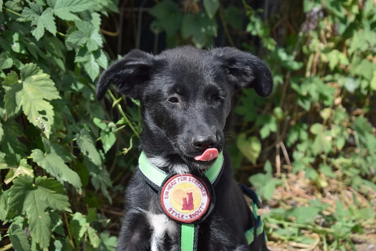 Jony, male puppy Mixed Breed for adoption at Ein Herz für Streuner e.V., München
